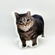 thumbnail image 2 of Almohada Con Gato Estampado Divertido Cómoda 26 cm, 2 of 4