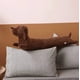 thumbnail image 2 of Peluche Perro Salchicha, 2 of 3