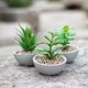 thumbnail image 3 of Planta Artificial Suculenta Con Macetero De Cemento, 3 of 6