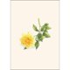thumbnail image 3 of Set de 8 tarjetas de notas Earth Sky + Water – surtido de rosas, 3 of 4