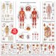 thumbnail image 1 of Set de pósters de anatomía: El arte de la ciencia y la medicina: 12 pósters, 1 of 7