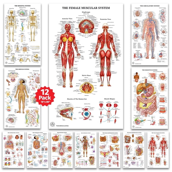 Set de pósters de anatomía: El arte de la ciencia y la medicina: 12 pósters