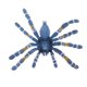 thumbnail image 1 of figura realista modelo animal figurita juguete decoración del hogar ara?a azul brasile?o, 1 of 3