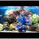 thumbnail image 5 of Coral para Acuario Besimple 14,5 × 13 × 16 cm – Decoración de Poliresina, 5 of 7