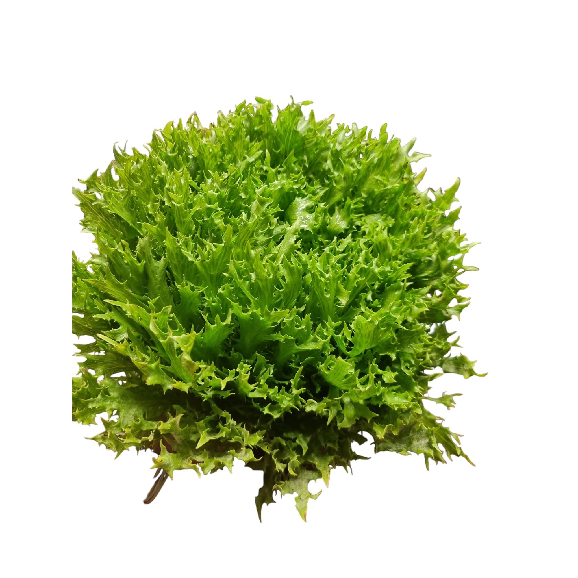 Lechuga Crispy Verde Bolsa 1 Un