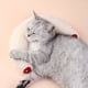 thumbnail image 4 of Cat Toy Pillow U-shaped Protective Pet Pillow Dog Cat Pillow Mat Stuffed Chew Toy, 4 of 5