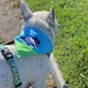 thumbnail image 2 of Bandana Para Perro Diseño Ovejas, 2 of 3