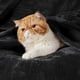 thumbnail image 2 of Forro Polar Blanket Talla Queen De Franela Color Negro, 2 of 7
