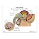 thumbnail image 2 of Modelo de pelvis masculina GPI Anatomicals con inserto de hiperplasia prostática benigna (HPB), 2 of 6
