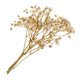 thumbnail image 3 of Hojas prensadas Flores secas naturales Tarjetas Scrapbooking haciendo blanco, 3 of 5