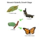 thumbnail image 4 of Set De 24 Figuras Del Ciclo De Vida De Insectos, 4 of 5
