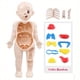 thumbnail image 1 of 14PCS Creative Kid 3D Puzzle Human Body Anatomy Model Educational Learning Organ Assembled Toy, Body Organ Teaching Tool For Children DIY Assembled Medical Early Education Toys, 1 of 4