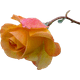 thumbnail image 2 of Prueba masiva 9, 2 of 3