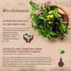 thumbnail image 2 of Té de Brigham de Best Botanicals, hierba cortada, 16 oz, 2 of 4