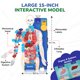 thumbnail image 5 of Kit STEM Modelo Interactivo del Cuerpo Humano para Niños de 8 a 14 Años – Smartivity, 5 of 8