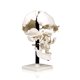 thumbnail image 1 of Modelo de cráneo desarticulado a tamaño real Jackson Global, 1 of 4