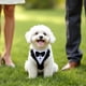 thumbnail image 4 of Esmoquin para Perro para Boda Traje de Esmoquin con Corbata de Moño, 4 of 7