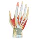 thumbnail image 4 of Modelo anatómico de mano y antebrazo inferior de 7 partes a tamaño real – Wellden, 4 of 9