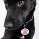 thumbnail image 2 of Paq 12 Chapas De Identificacion Perros Y Gatos Mascotas Lau, 2 of 3