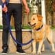 thumbnail image 2 of Correa Trenzada Para Perros Grandes + Collar De Ahorque XL Negro/Azul, 2 of 3