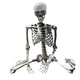 thumbnail image 4 of Esqueleto De Halloween Props Party Favors Yard Full Body Posable Joints Skeleton 70cm, 4 of 5