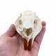 thumbnail image 4 of Cráneo de Nutria Wugakio de 11 cm – Especimen de Hueso Real, 4 of 8