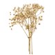 thumbnail image 2 of Hojas prensadas Flores secas naturales Tarjetas Scrapbooking haciendo blanco, 2 of 5