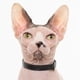 thumbnail image 4 of Collar para gatos Nuvuq Silicone Soft Comfortable Breakaway Black, 4 of 8