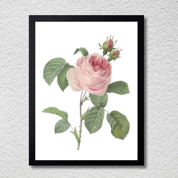 CUADRO DECORATIVO 35X45 BOTÁNICA ROSA CENTIFOLIA (ROSA DE CIEN HOJAS)