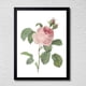 thumbnail image 1 of CUADRO DECORATIVO 35X45 BOTÁNICA ROSA CENTIFOLIA (ROSA DE CIEN HOJAS), 1 of 2