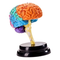 Magideal - Modelo De Cerebro Anatomía Órgano Humano Rompecabezas Juguete Educativo Herramienta Modelo De Cerebro Humano Para La Educación Pantalla Enseñanza