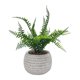 thumbnail image 1 of Planta Artificial filicopsida, 1 of 4