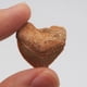 thumbnail image 3 of Fósiles de Dientes de Tiburón – Caja de Colección y Lupa Fabrvog, 3 of 5