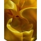 thumbnail image 2 of Scrunchie XL de Satín Anti-Frizz, 2 of 2