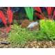 thumbnail image 4 of Clarificador de Agua EcoBio-Block Pack de 2 unidades 57–151 L, 4 of 6
