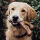 thumbnail image 5 of Juguete masticable para perros Benebone Wishbone, duradero para masticar agresivamente, 5 of 6