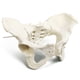 thumbnail image 2 of Modelo de pelvis femenina Evotech, flexible, tamaño natural, con correa elástica, 2 of 5