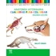thumbnail image 1 of Anatomia Veterinaria. Cuaderno Para Colorear 2Ed, 1 of 2