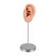 thumbnail image 5 of Modelo de oído de silicona maniquí Mannequin de oído falso joyería de joyas de pendientes de pendientes para exhibición de fotografía minoristas que Izquierda, 5 of 5