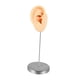 thumbnail image 1 of Accesorio De Exhibición De Joyas Para Aretes, Fotos, Modelo De Oreja De Silicona Para Práctica De Perforación, Piel Derecha, 1 of 5