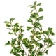 thumbnail image 2 of Planta artificial Vickerman, triángulo abigarrado, ficus, 24 pulgadas, 2 of 4