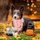 thumbnail image 2 of ADOGGYGO Pañuelos rosados de Halloween para perros, con fantasmas y calabazas, 2 of 3