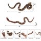 thumbnail image 4 of Juguete de serpiente falsa Gelabur, broma realista de goma para Halloween, 4 of 7