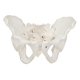thumbnail image 1 of Modelo Esquelético de Pelvis Masculina a Tamaño Real - Axis Scientific, 1 of 8