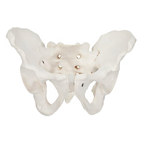 Modelo Esquelético de Pelvis Masculina a Tamaño Real - Axis Scientific