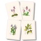thumbnail image 1 of Set de tarjetas de notas Earth Sky + Water – 8 tarjetas surtidas, 1 of 5