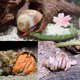 thumbnail image 5 of Conchas MOASIOP Pack de 7 unidades, longitud 5‑7 cm, apertura 1,5‑4,7 cm, 5 of 6