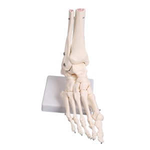 Magideal - Modelo De Articulación De Piezaza 1: Modelo Anatómico De Articulación De Piezaza Base Para Investigación Ciencia Aprendizaje Comunicación Mé