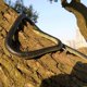 thumbnail image 3 of Serpiente de Goma Falsa Odowalker 130 cm Negra - Accesorio de Broma, 3 of 7
