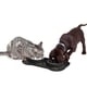 thumbnail image 5 of Cuencos De Comida Para Perros De Acero Inoxidable Con Tapete Antiderrames De 350 Ml, 5 of 7